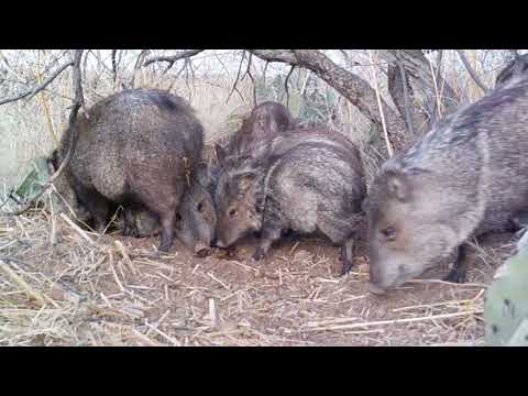 Javelina in the Morning Time Arizona