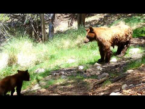 Momma Bear and her Cub
