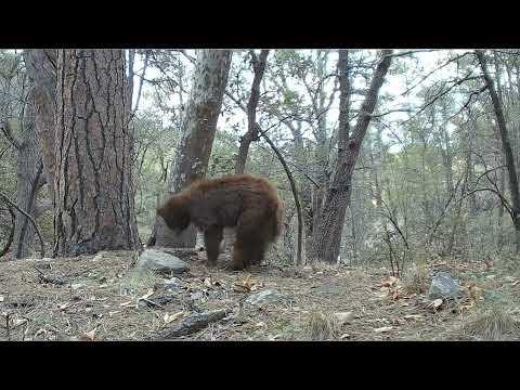 More BEARS are showing now with Warmer Temps Arizona