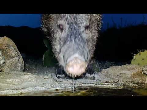 Wildlife Up Close Macro trail camera footage Part 2