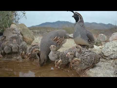 2 weeks old Baby Quail chicks