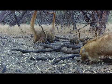 Baby Coatimundi