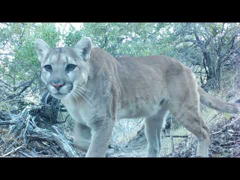 Mountain lion Trail Southern Arizona