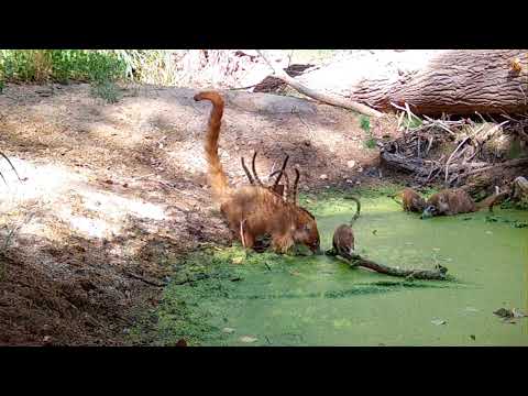 Babies Coatimundi at Moss Pool Wild Arizona