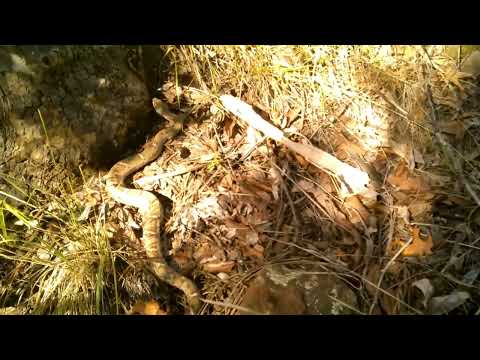 Beautiful Ridge nosed Rattlesnake Southern Arizona