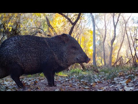 Javelina Trail