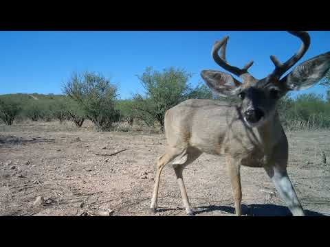 Southern Arizona Deer