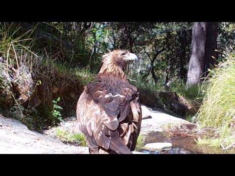 Golden Eagle Southern Arizona
