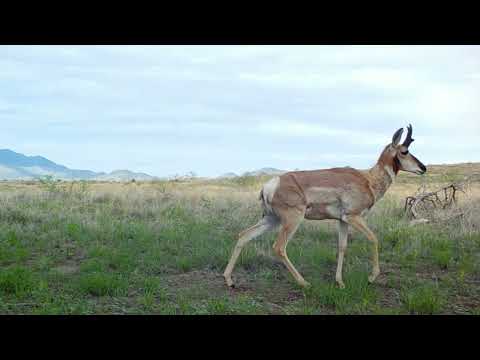 Beautiful Arizona wildlife on my trail cameras in southern