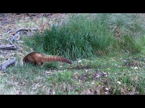 Arizona Ocelot and more on my Trail Cameras Wild Arizona