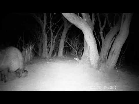 Javelina Giving Birth Arizona Wildlife