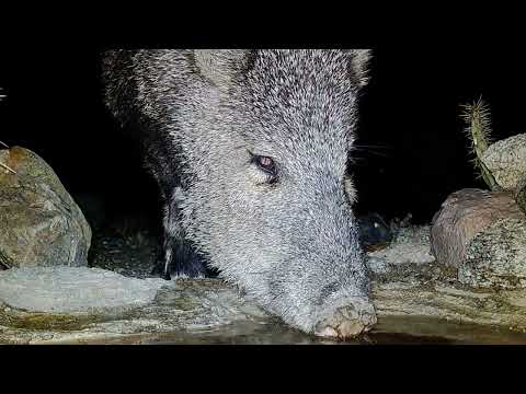 Close Encounters Arizona Wildlife
