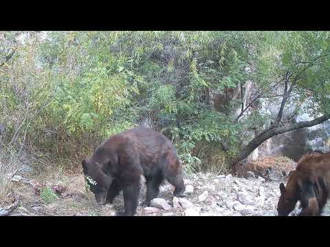 Bears STEAL a Mountain Lion Deer Kill WILD FOOTAGE