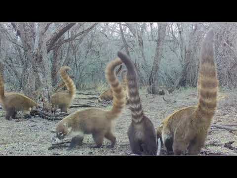 Coatimundi Madness Trail camera check in Southern Arizona