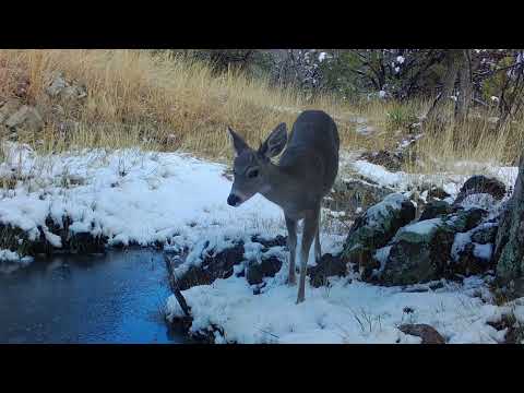 Desert Coues Deer Arizona