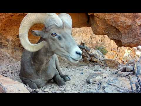 Desert Bighorn Sheep on my trail cameras Bighorn Cave part 2
