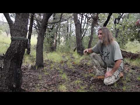 Trail Cam Journey Episode 2 Bears