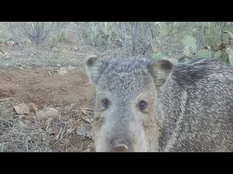 Tracking and Finding Javelina in the Desert