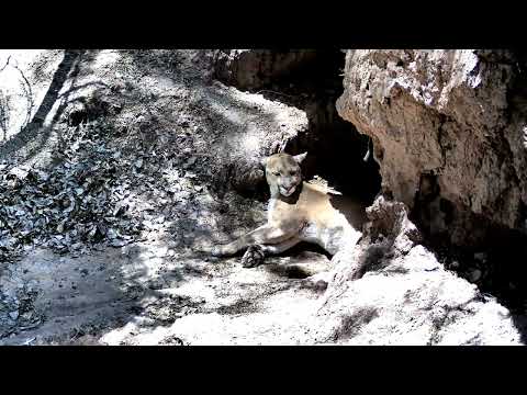 Lion SLEEPS for 6 Hrs Then Angry JAVELINA show up