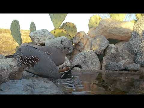 Loneliest Baby Quail in Southern Arizona