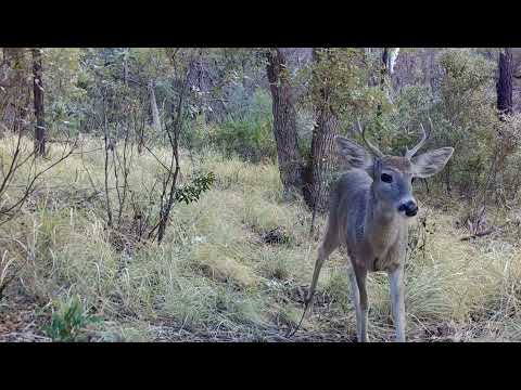 Coues deer Rut 2022