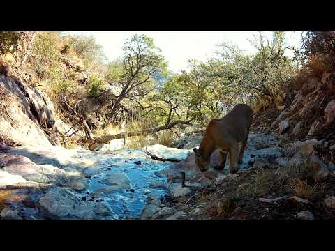 Cougar Creek Southern Arizona