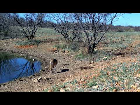 Pronghorn Waterhole Southern Arizona