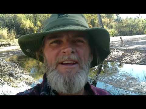 Southern Arizona Wildlife