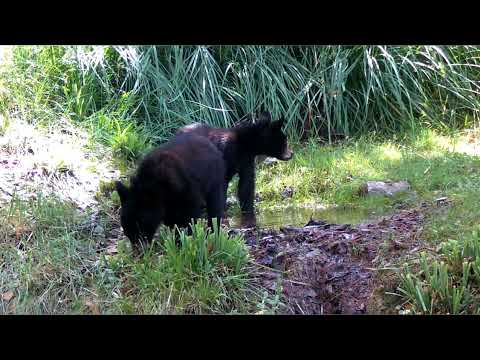 Momma bear and her 2 cubs Arizona Wildlife on my trail