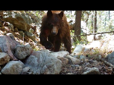 Bears n Water Wild Arizona