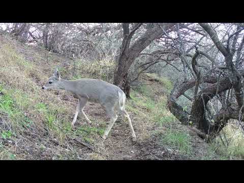 Deer Trail Southern Arizona