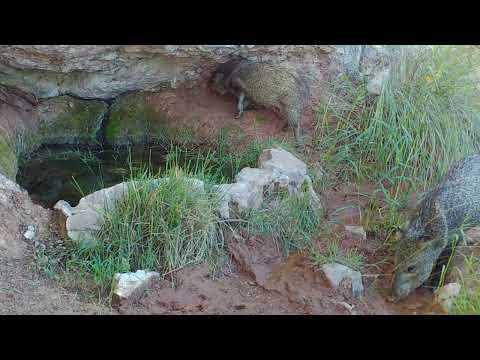 Southern Arizona Wildlife