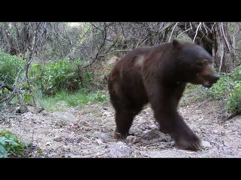 Dead End Creek Wildlife on my Trail cameras