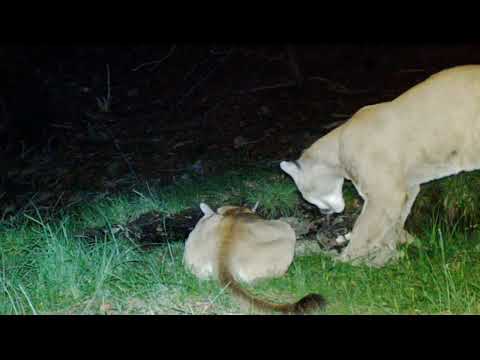 SCREAMING Mountain lion Volume Up