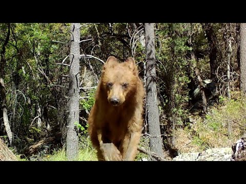 My favorite new lil bear Meet ITSY BITSY