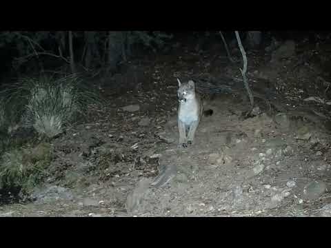 Lion gets a drink And a Deer shows up