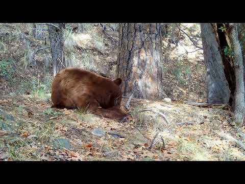 Arizona Black Bear falls asleep in front of my trail camera