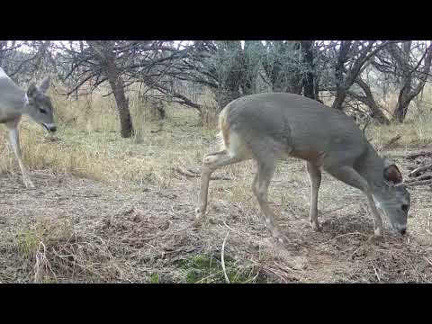 Desert Wildlife Trail camera check Wintertime 2023