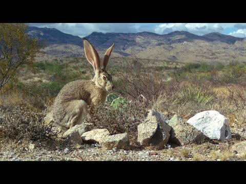 Blacktail Jackrabbit Wild Arizona