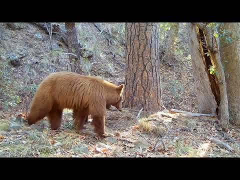 Bear Cub shows up at the Rub tree Wild Arizona