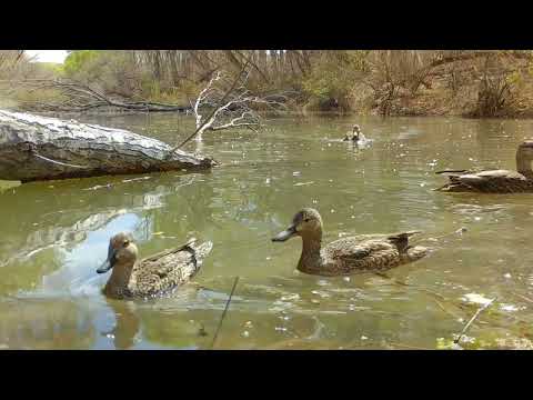 Desert Beavers in Arizona