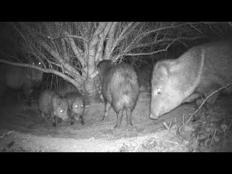 In Bed with Javelina