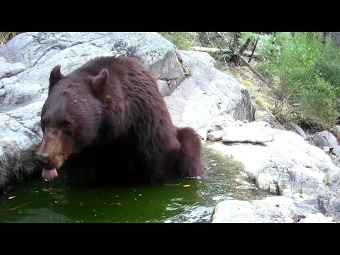 Black Bear pool Wild Arizona