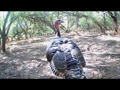 Arizona Goulds Turkey 2021