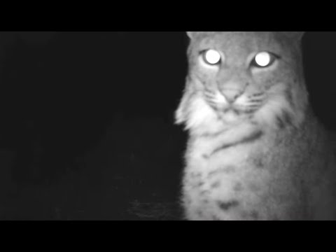 Arizona Bobcat naps next to my Trail Camera