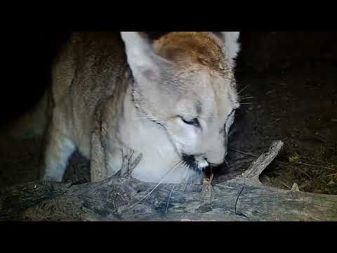 I found where this Mountain Lion marks it s Scent