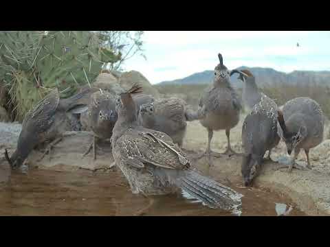 Almost Adults Gambel s Quail Chicks