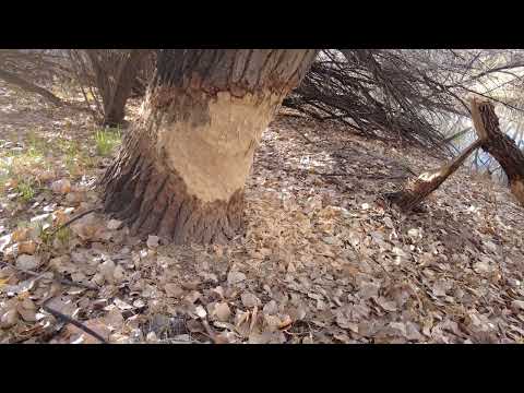 BEAVERS in Arizona on my Trail cameras