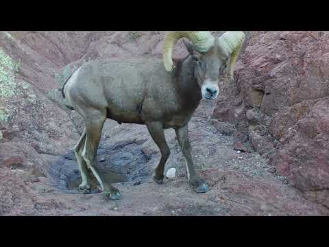 Rocky Desert Wildlife