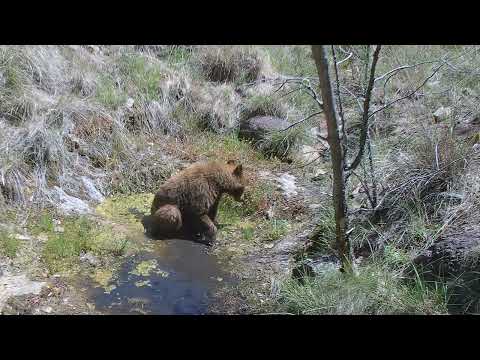 Southern Arizona Black Bears